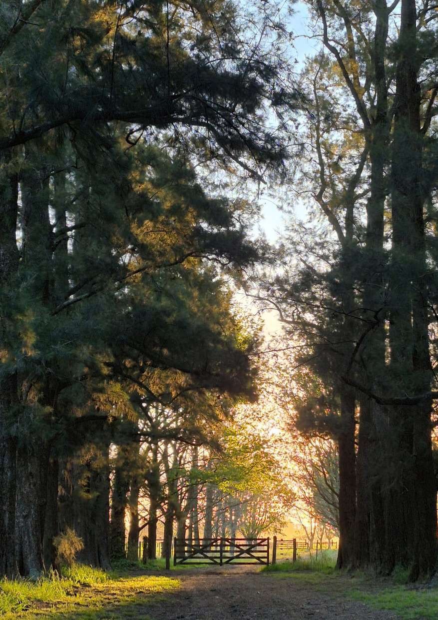 Camino de álamos al atardecer en La Comarca
