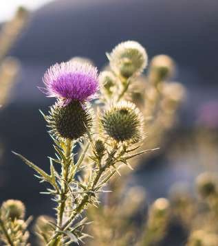 Cardo en flor