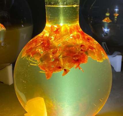 Wine globes y fermentaciones