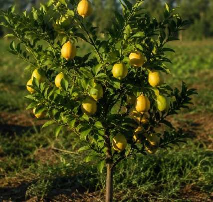 Frutales y cítricos