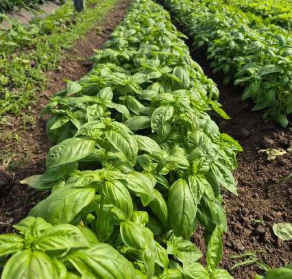 Producción hortícola orgánica