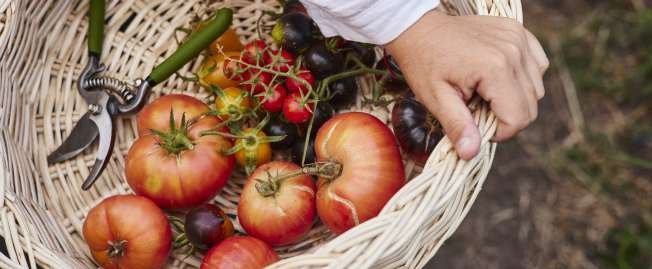 Cosecha de tomates y frutas