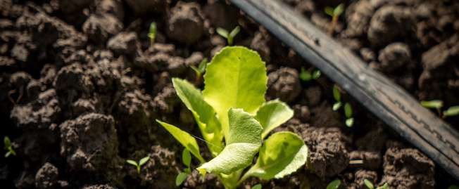 Plantín en suelo trabajado
