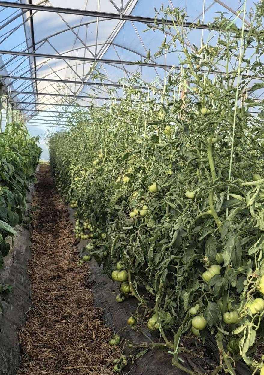 Invernáculo de tomates