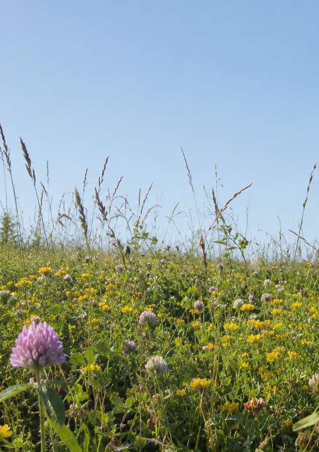 Pasturas regenerativas