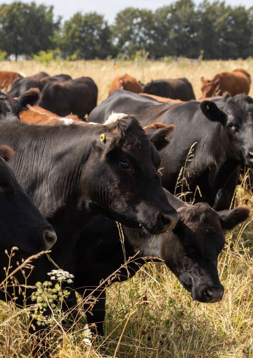 Novillos Angus pastoreando
