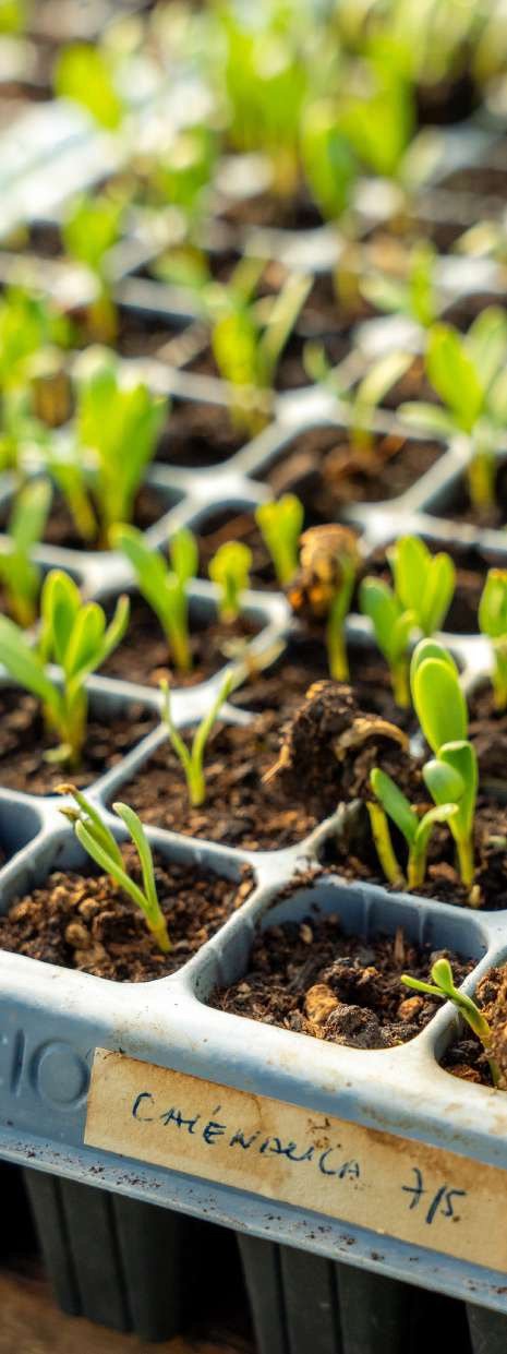 Bandejas de plantines