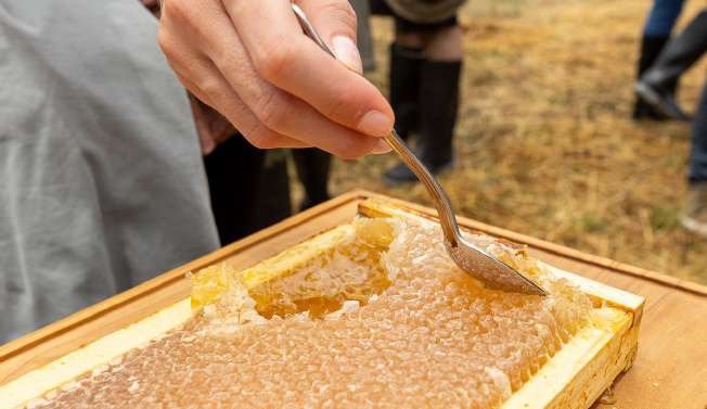 Cuadro de miel